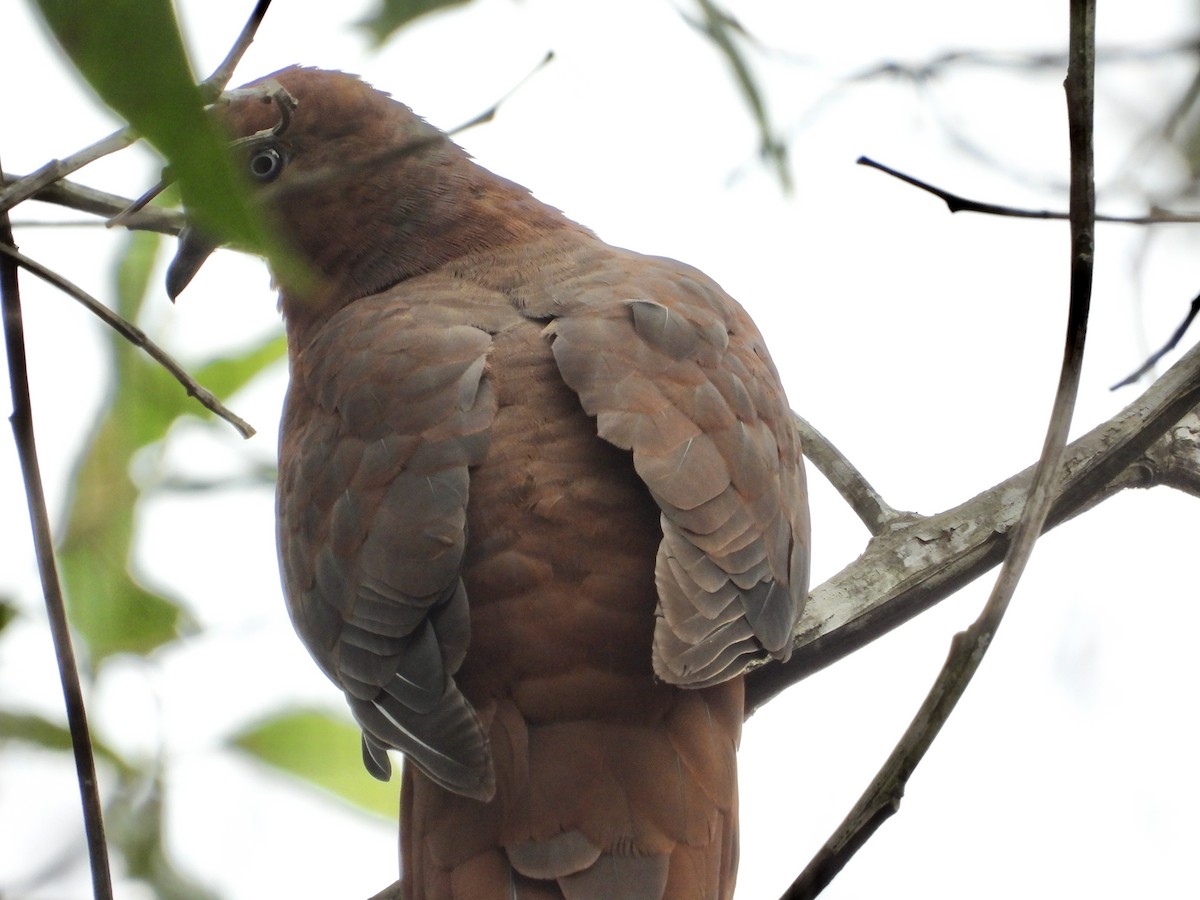Brown Cuckoo-Dove - Cherri and Peter Gordon