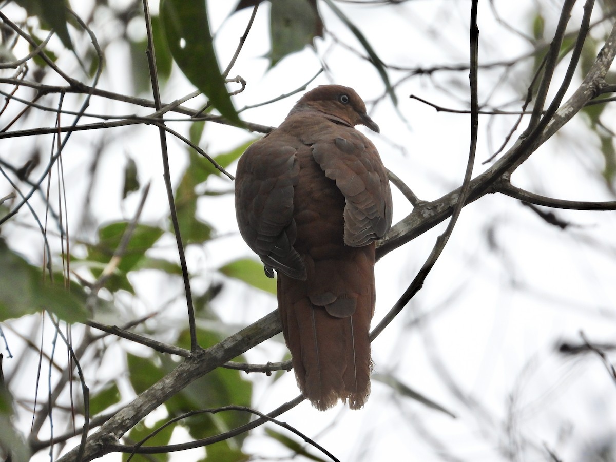 Brown Cuckoo-Dove - ML611616217