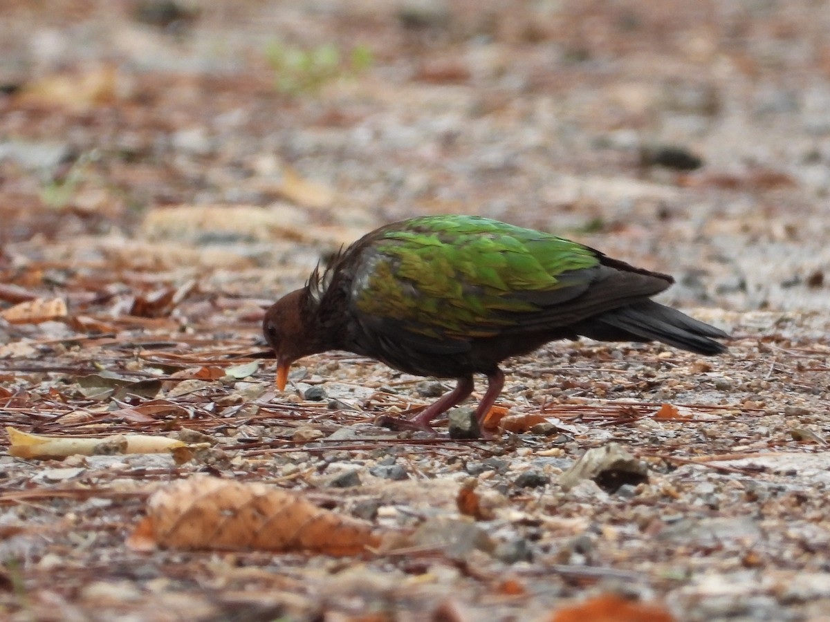 Pacific Emerald Dove - ML611616218