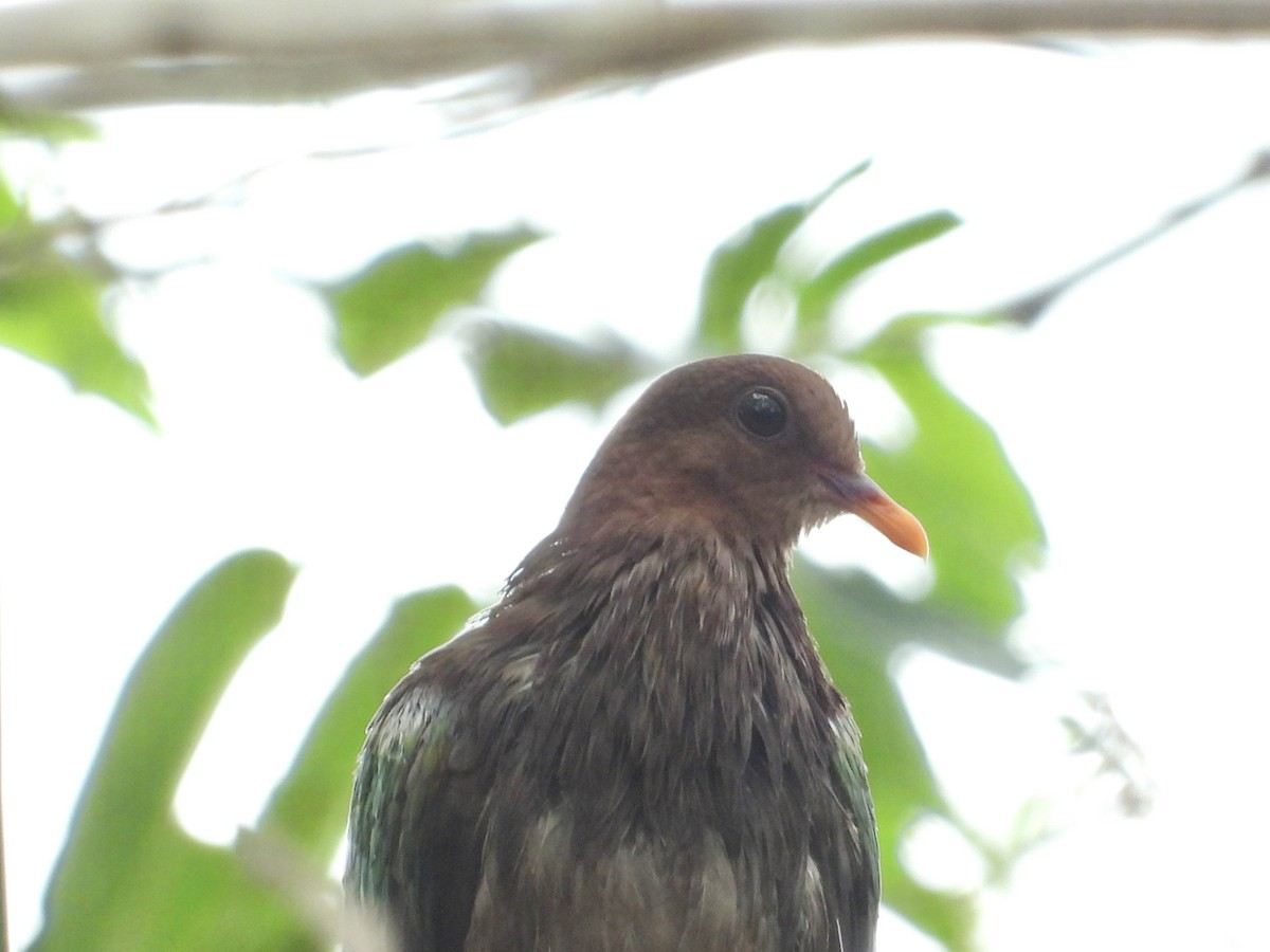 holub hnědohlavý - ML611616219