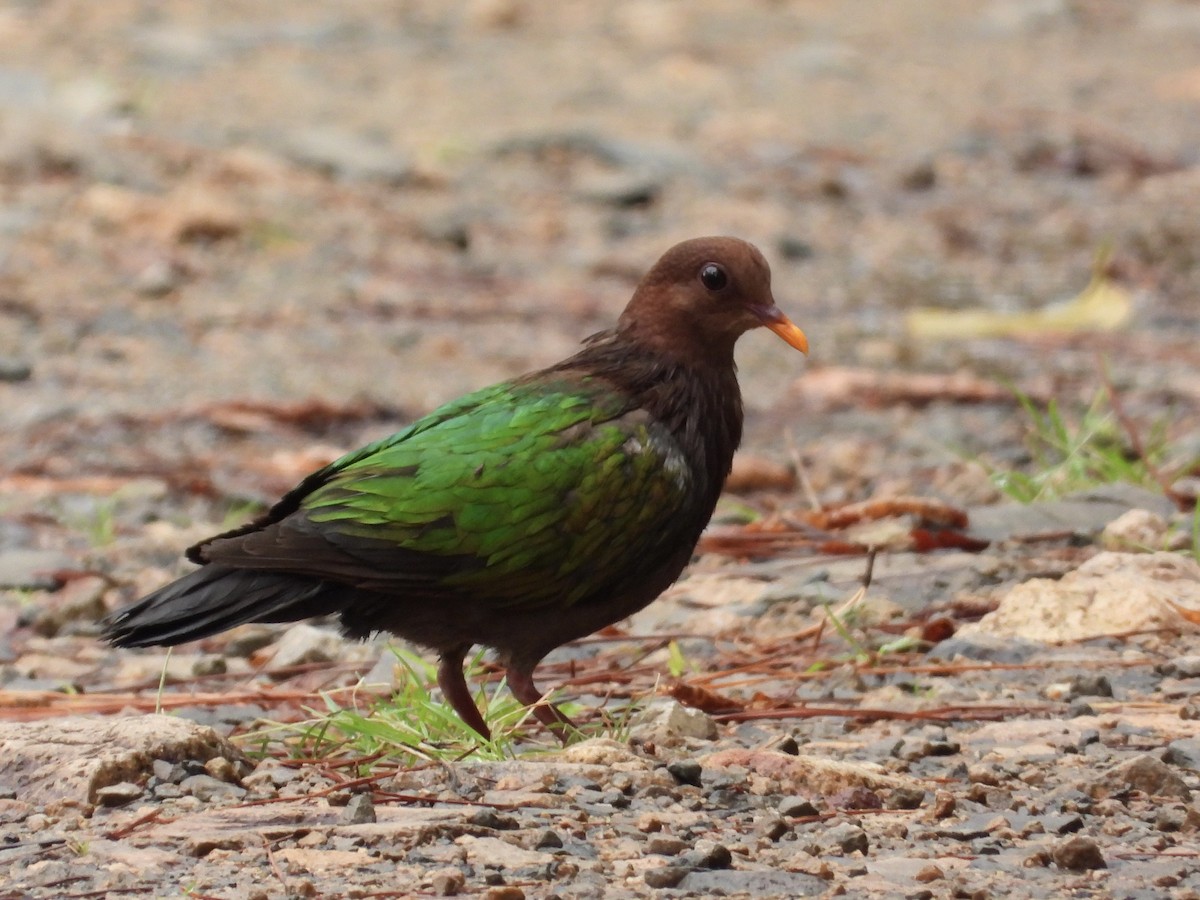 Pacific Emerald Dove - ML611616221