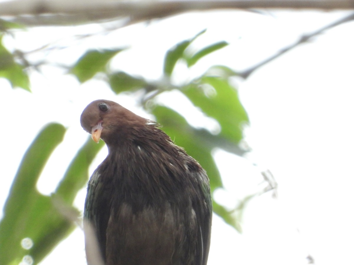 holub hnědohlavý - ML611616222