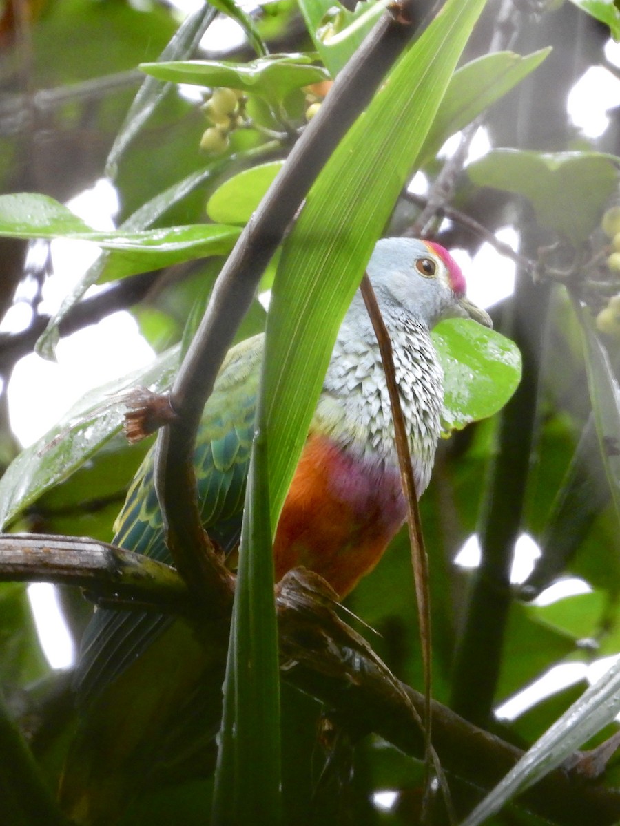 Rose-crowned Fruit-Dove - ML611616244