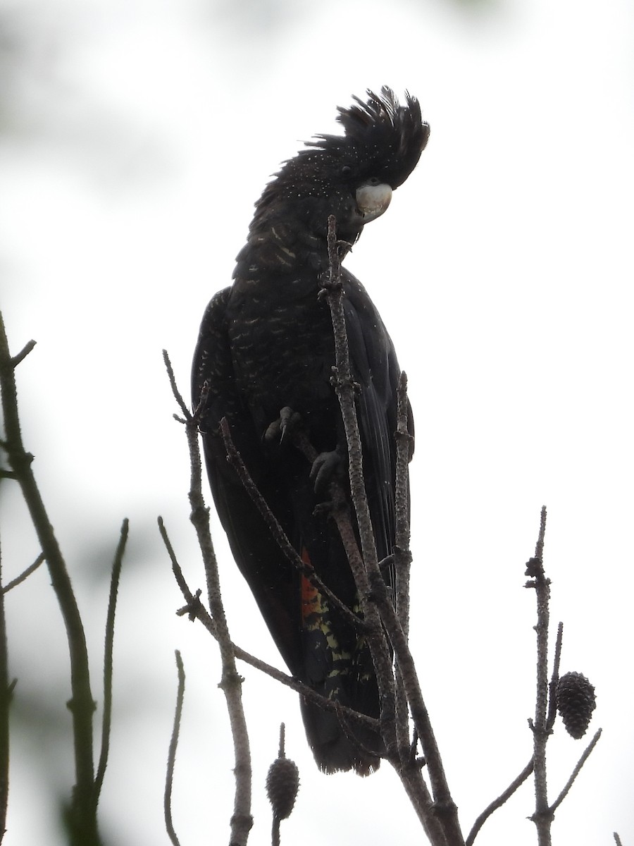 Red-tailed Black-Cockatoo - ML611616246