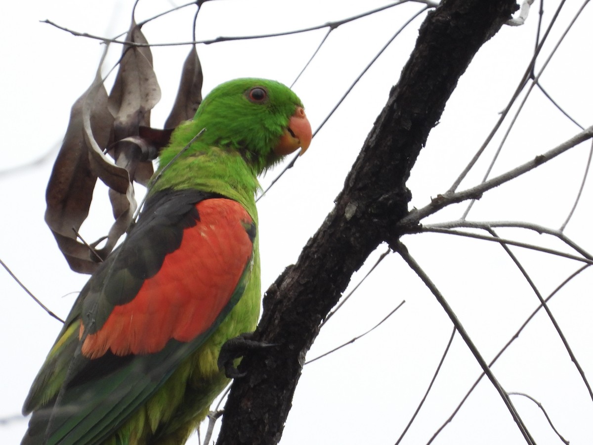 Red-winged Parrot - ML611616250