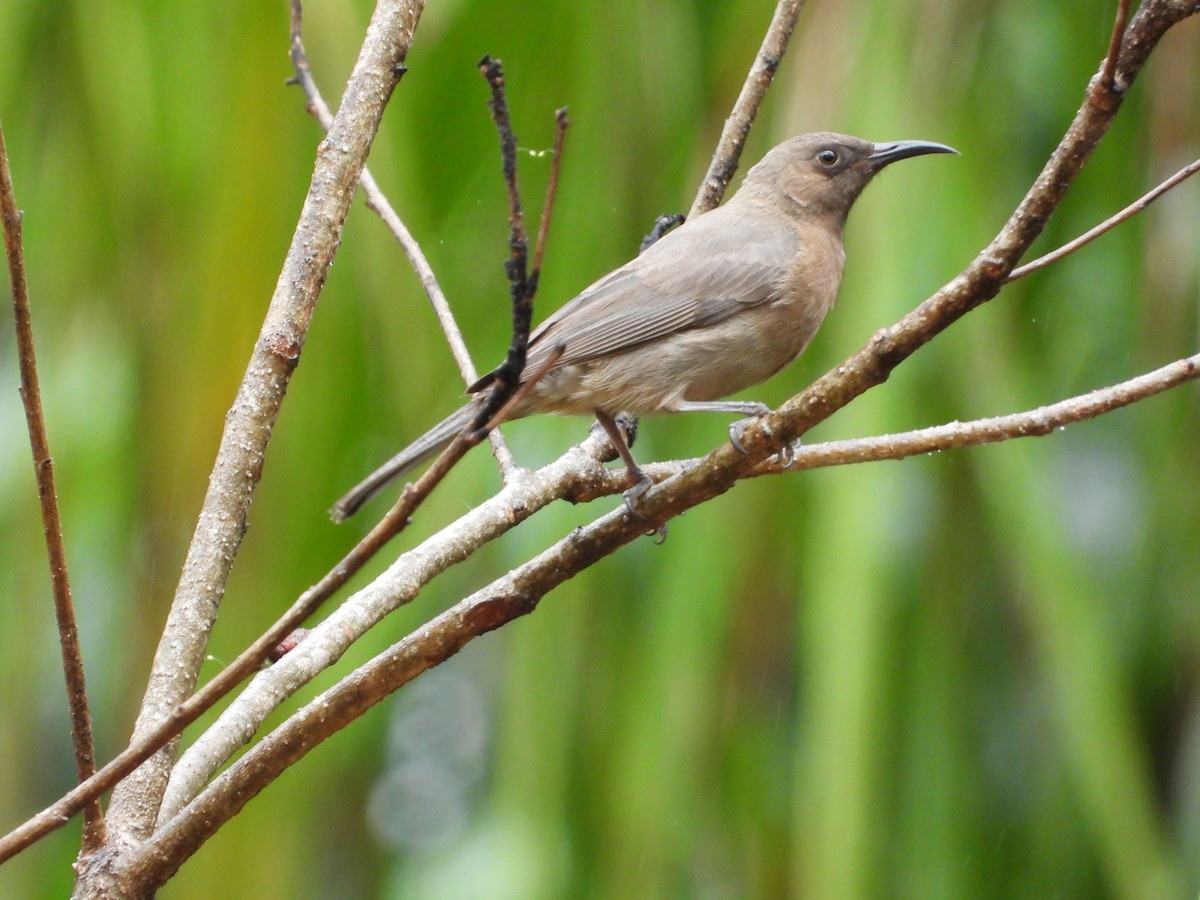 Dusky Myzomela - ML611616254