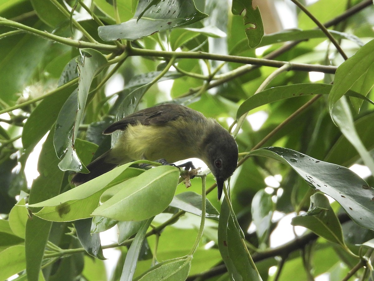 Fairy Gerygone - ML611616267