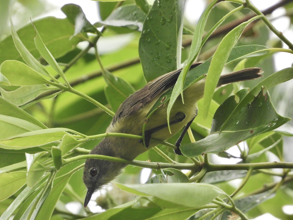 Fairy Gerygone - ML611616270