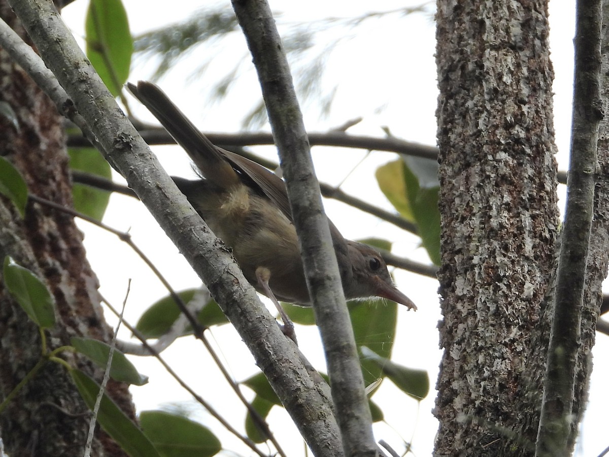 Rufous Shrikethrush - ML611616277