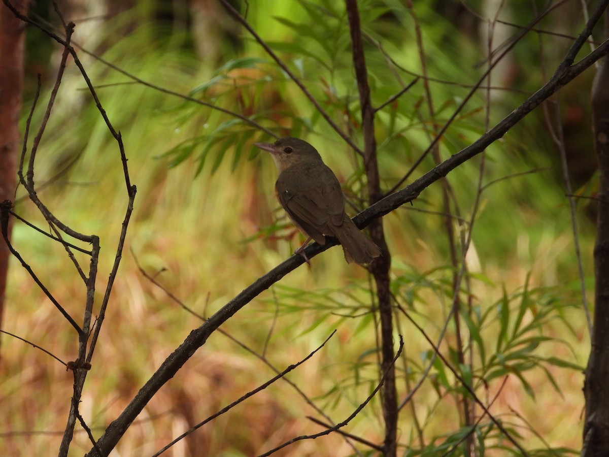 Rufous Shrikethrush - ML611616278