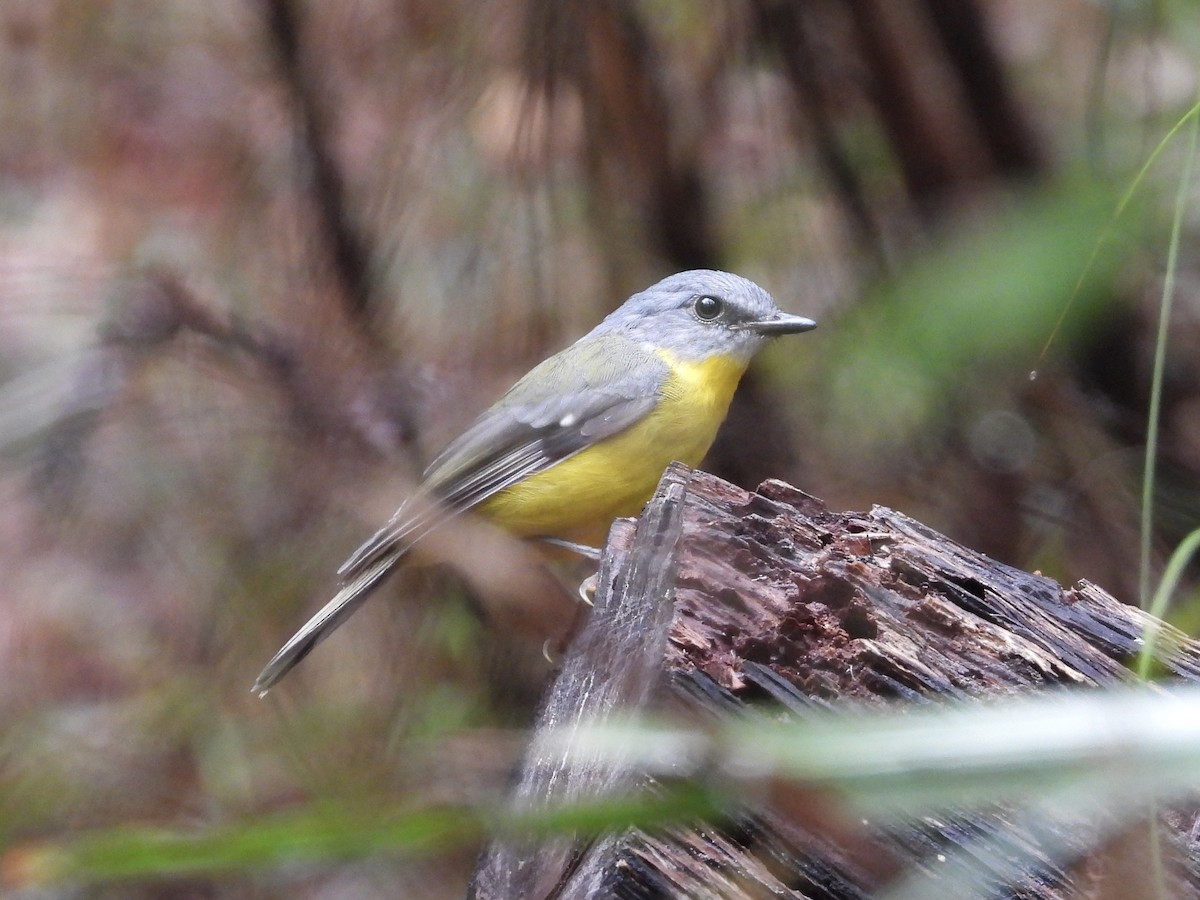 Eastern Yellow Robin - ML611616282