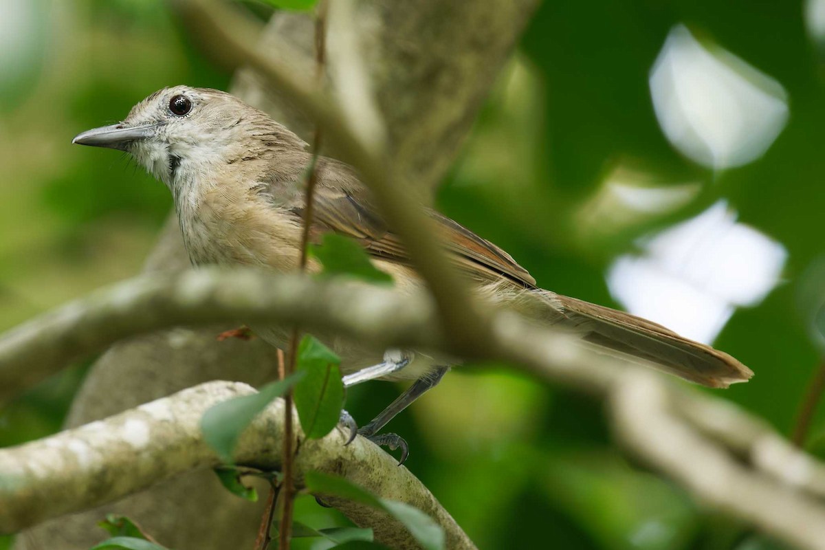 Arafura Shrikethrush - ML611616337