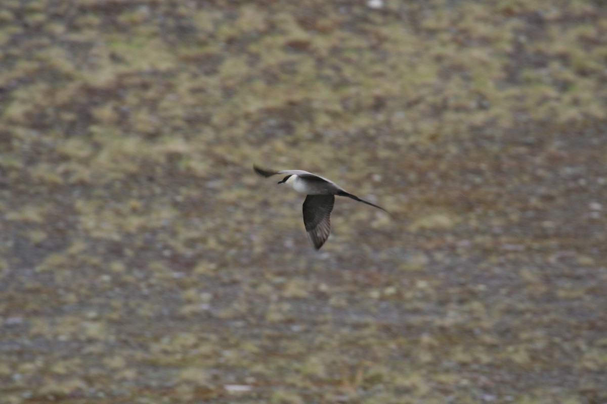 Long-tailed Jaeger - ML611616372