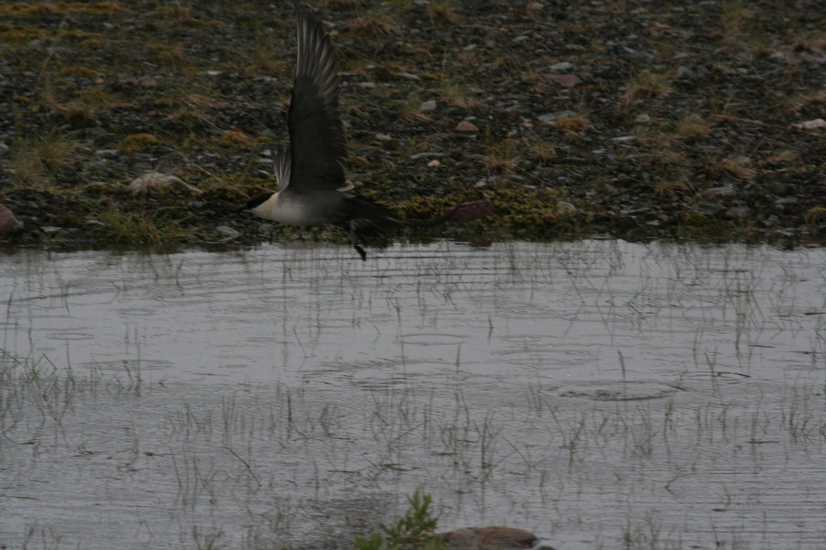 Long-tailed Jaeger - ML611616373