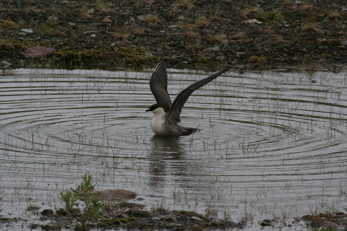 Long-tailed Jaeger - ML611616374