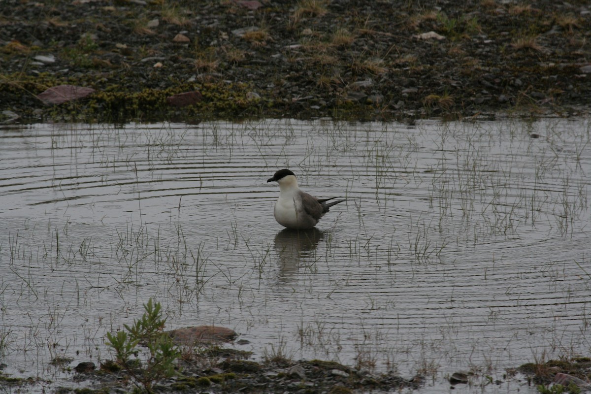 Long-tailed Jaeger - ML611616376