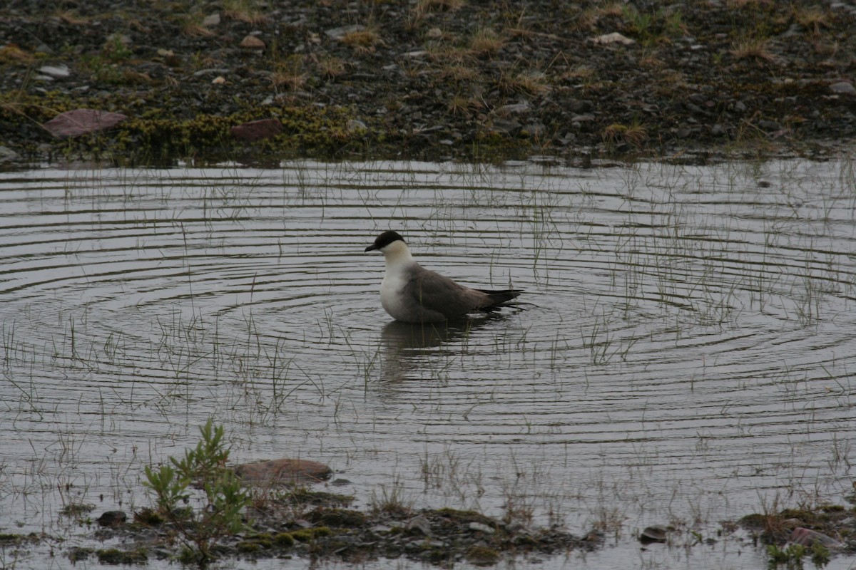 Long-tailed Jaeger - ML611616377