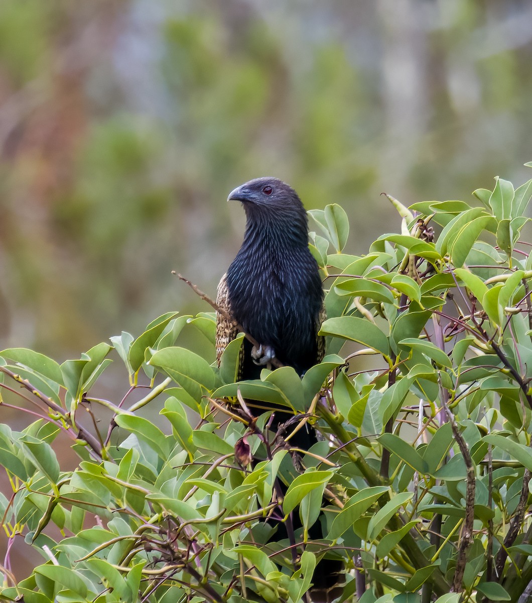 Pheasant Coucal - ML611616380