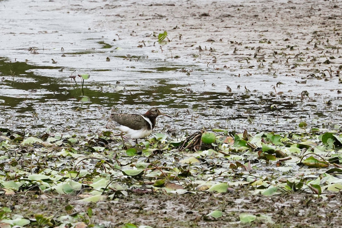 Australian Painted-Snipe - ML611616456