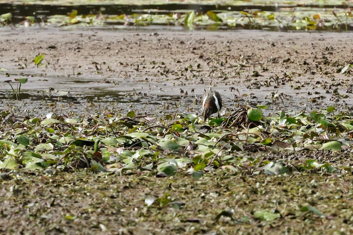 Australian Painted-Snipe - ML611616462