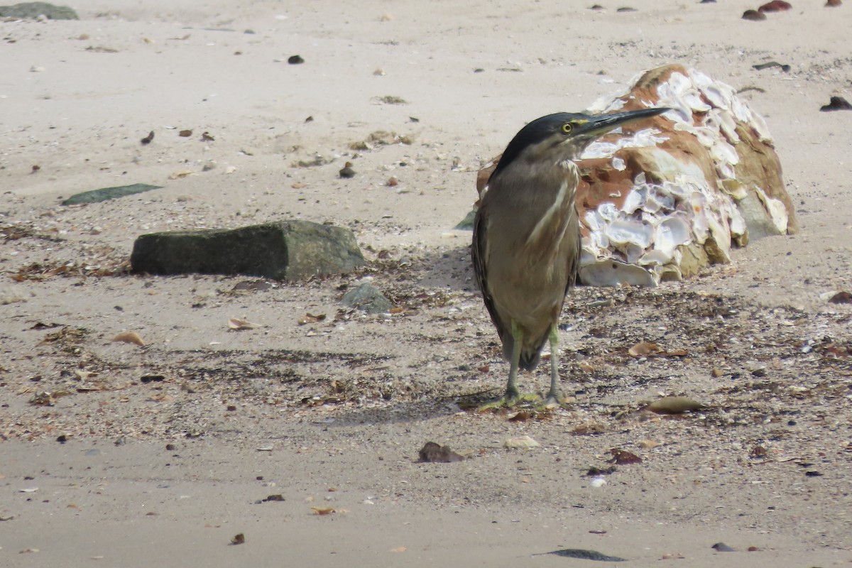 Striated Heron - ML611616619