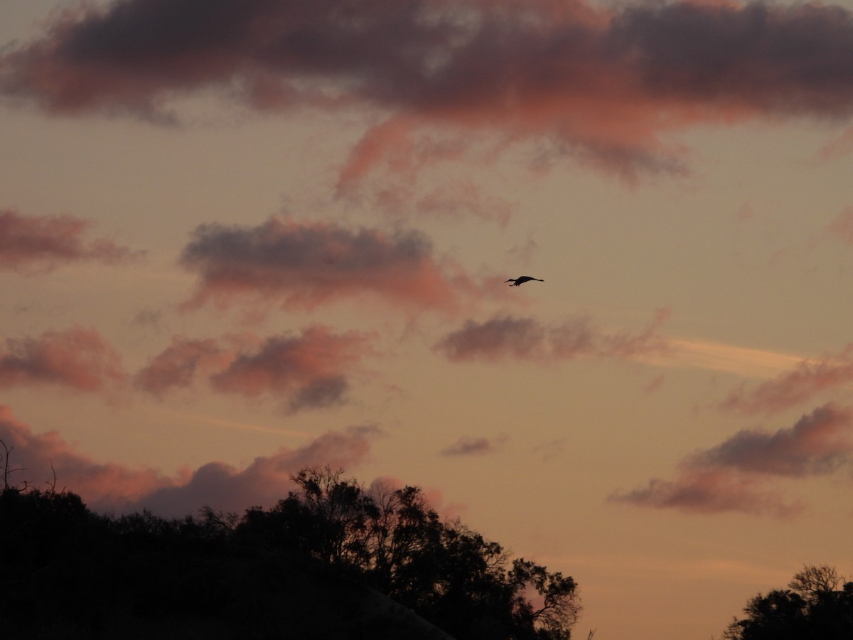 Black Stork - ML611616642