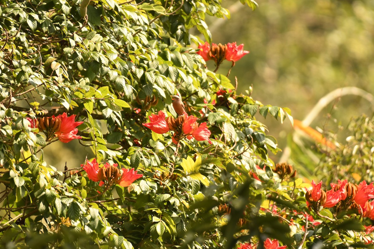 Chestnut-tailed Starling - Sunanda Vinayachandran