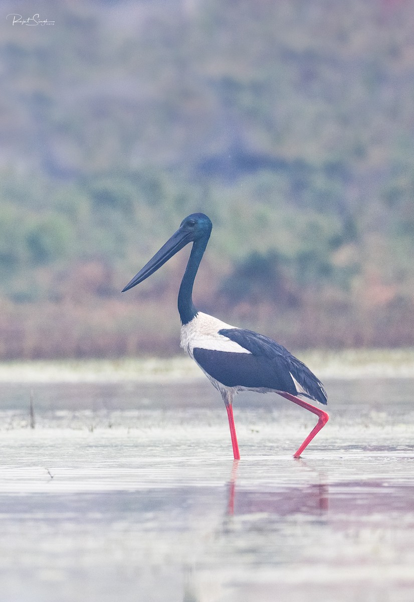 Black-necked Stork - ML611616746