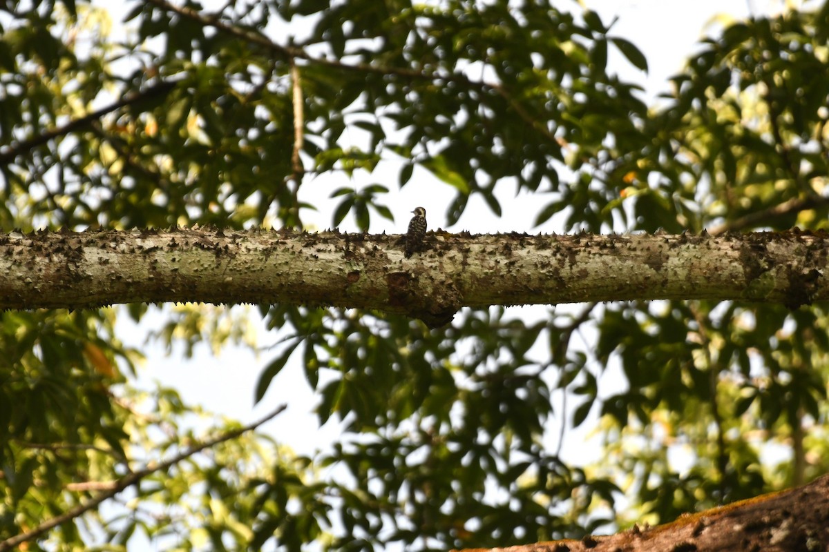 Brown-capped Pygmy Woodpecker - Sunanda Vinayachandran