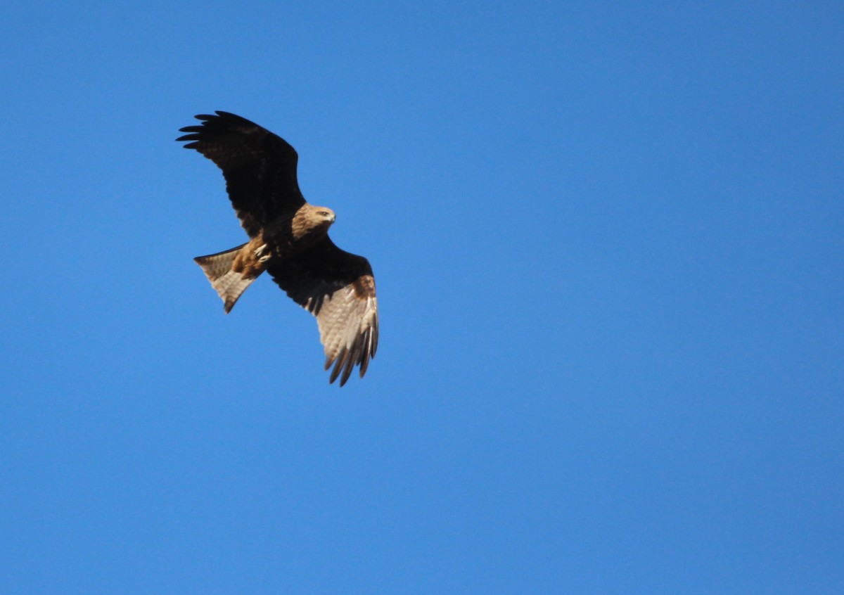 Black Kite (Black-eared) - ML611616823
