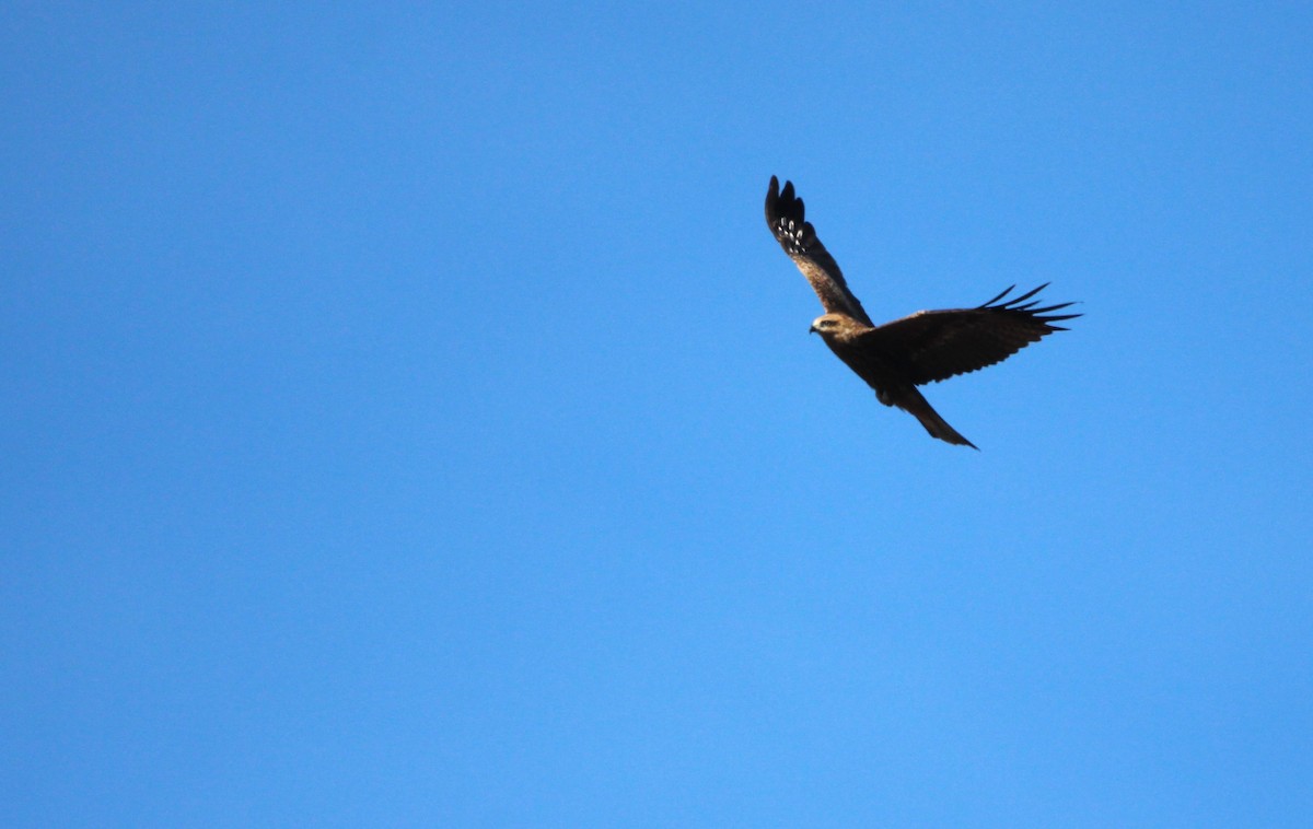 Black Kite (Black-eared) - ML611616824