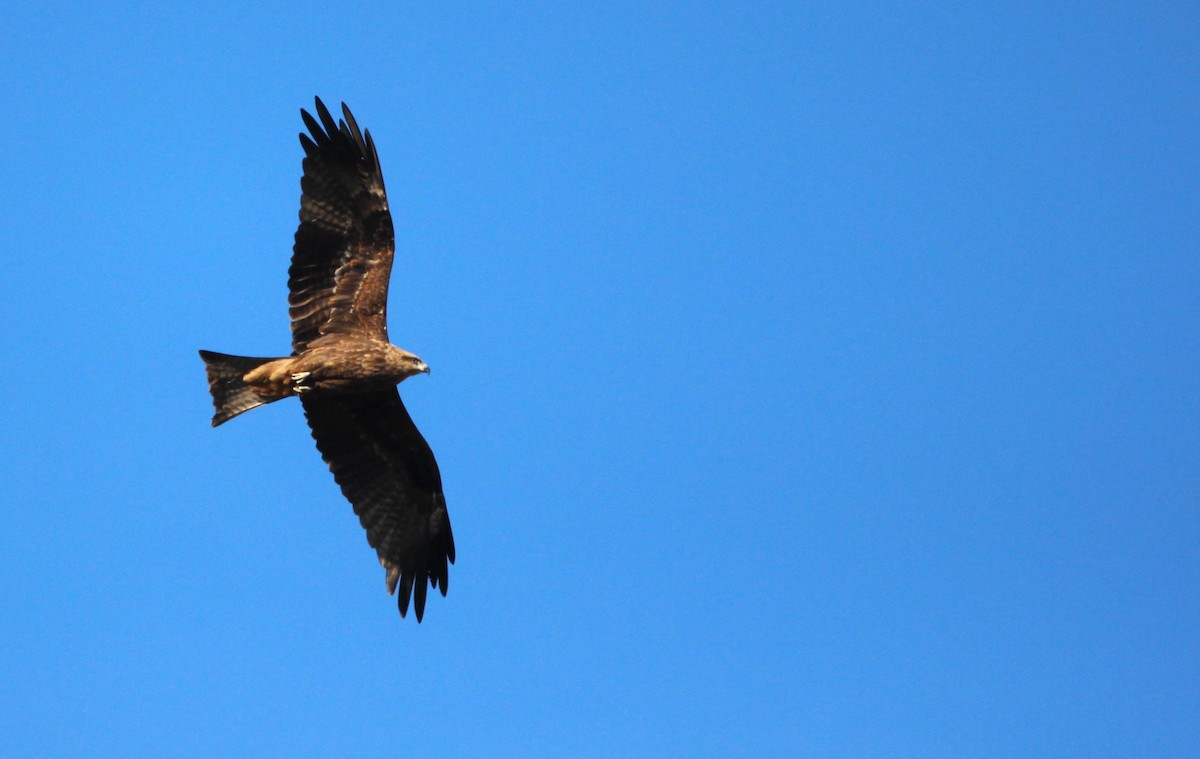 Black Kite (Black-eared) - ML611616825