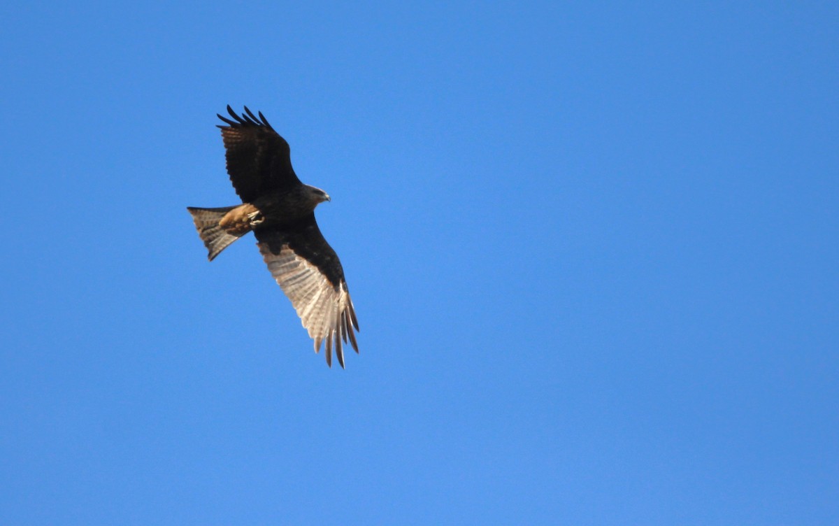 Black Kite (Black-eared) - ML611616826