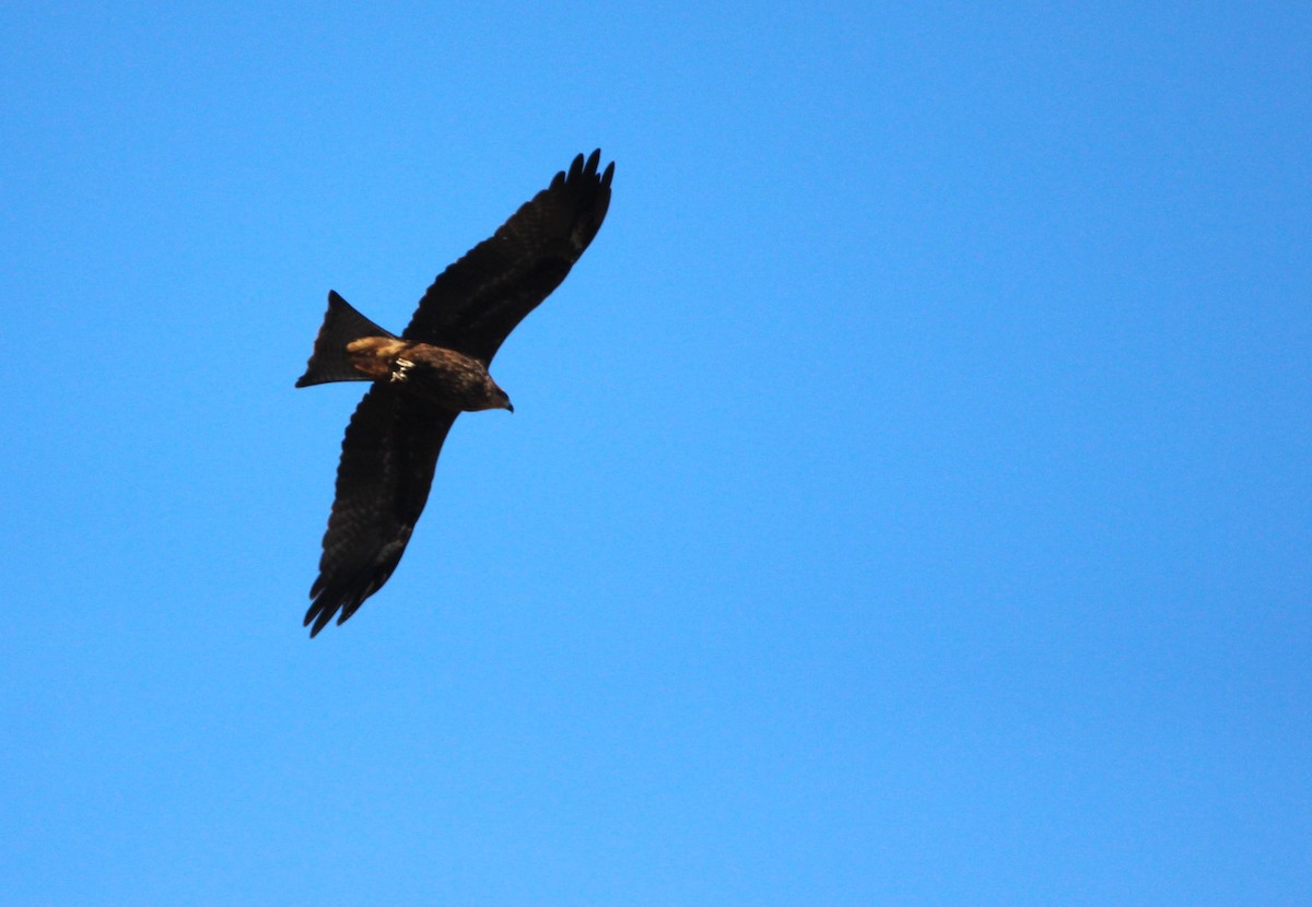 Black Kite (Black-eared) - ML611616827