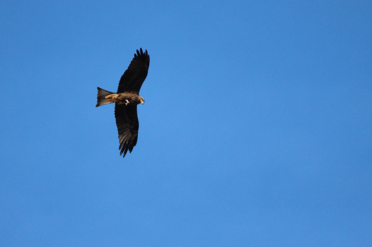 Black Kite (Black-eared) - ML611616829