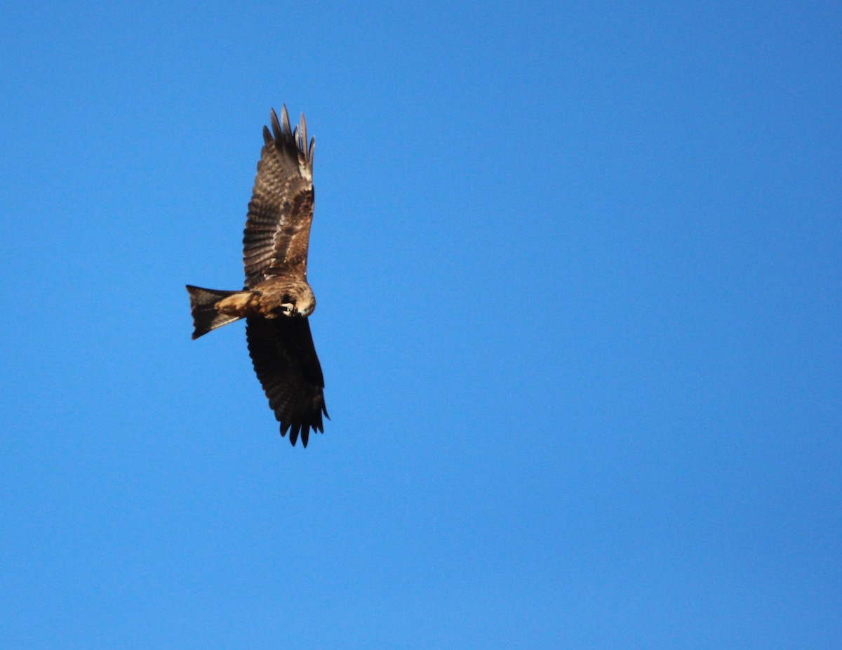 Black Kite (Black-eared) - ML611616830