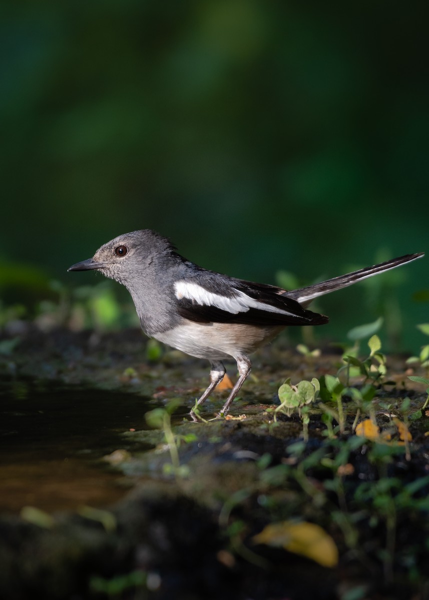 Oriental Magpie-Robin - ML611616870