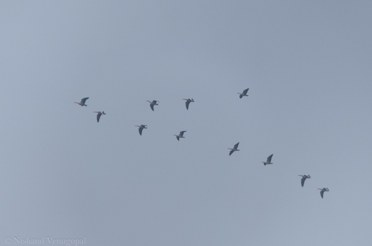 Graylag Goose - Nishand Venugopal