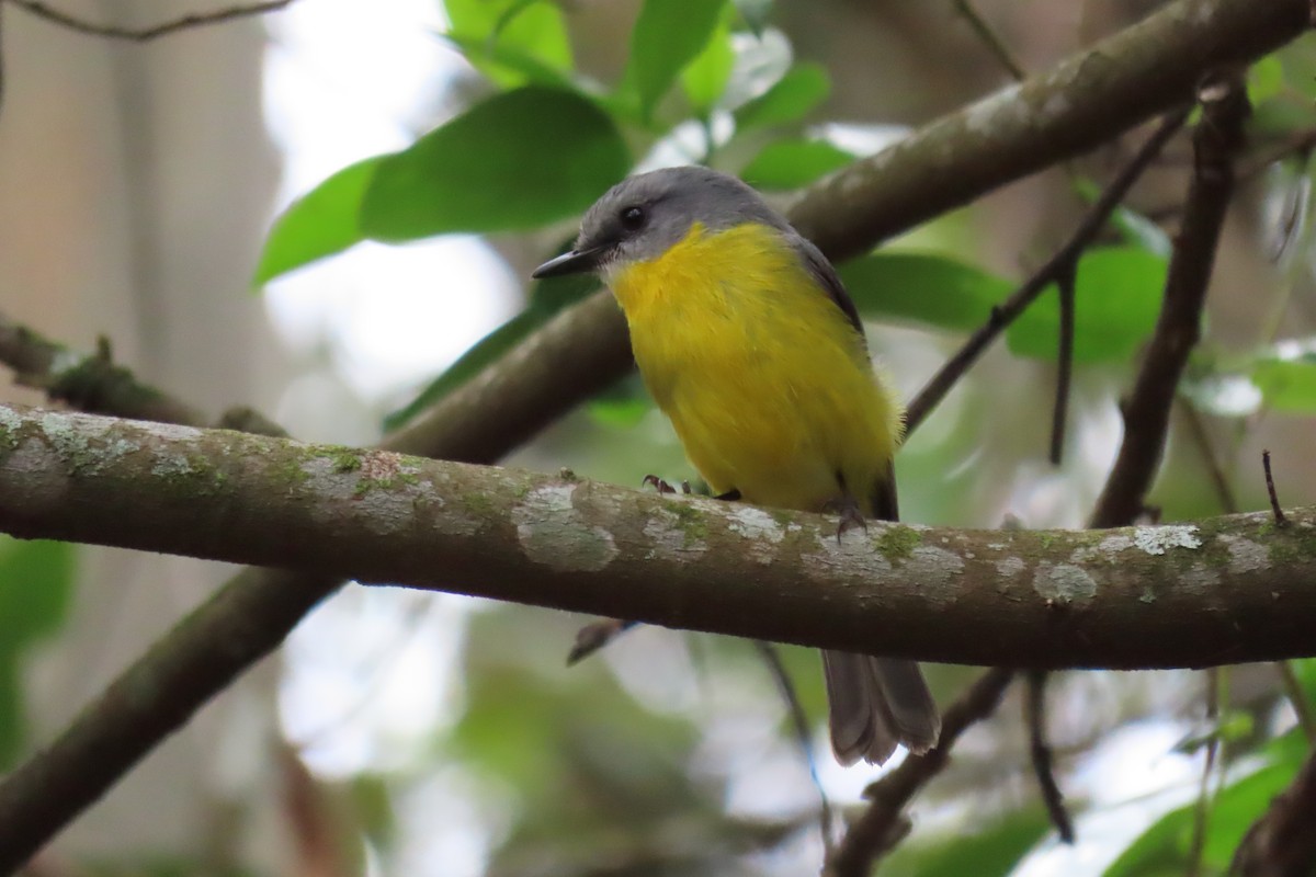 Eastern Yellow Robin - ML611616894