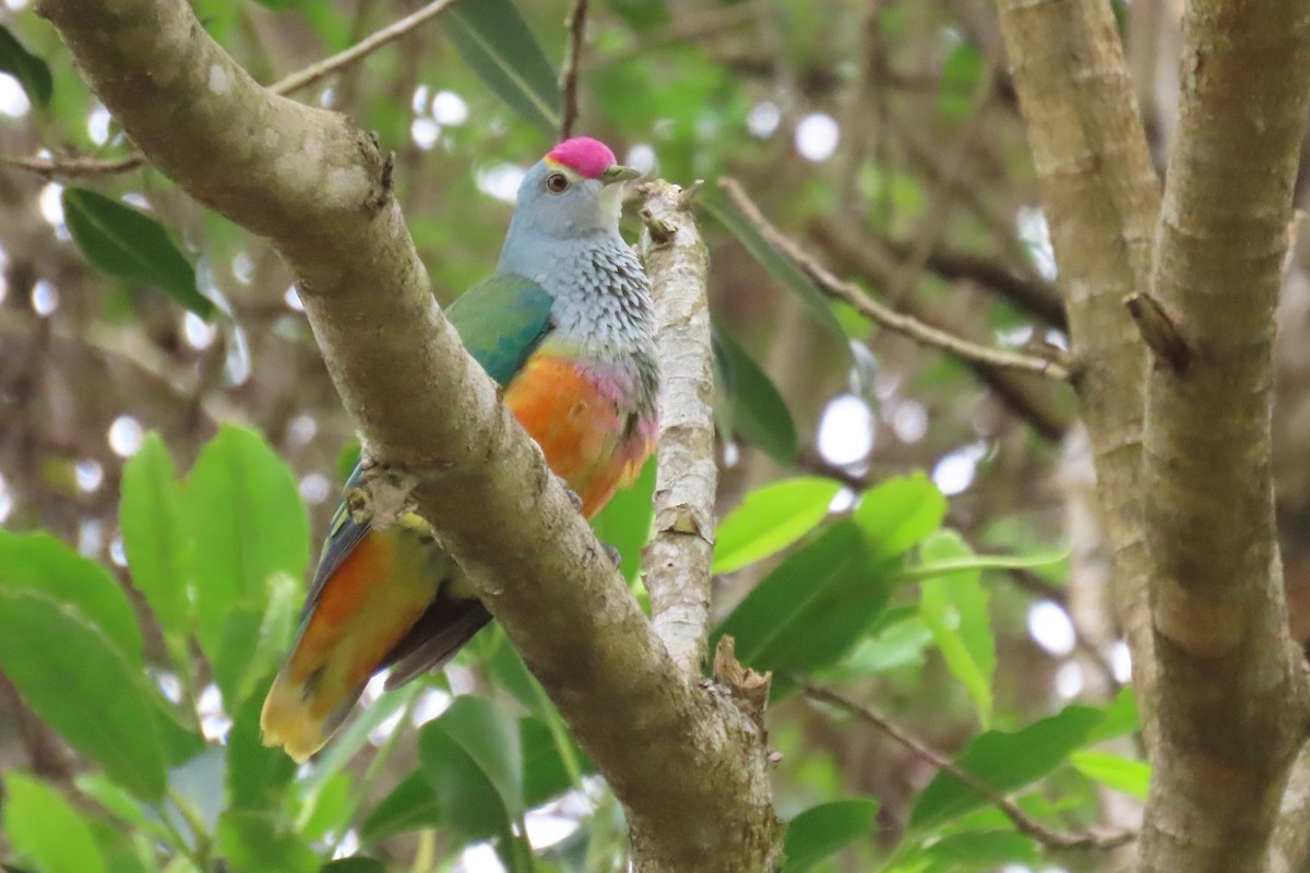 Rose-crowned Fruit-Dove - ML611616898