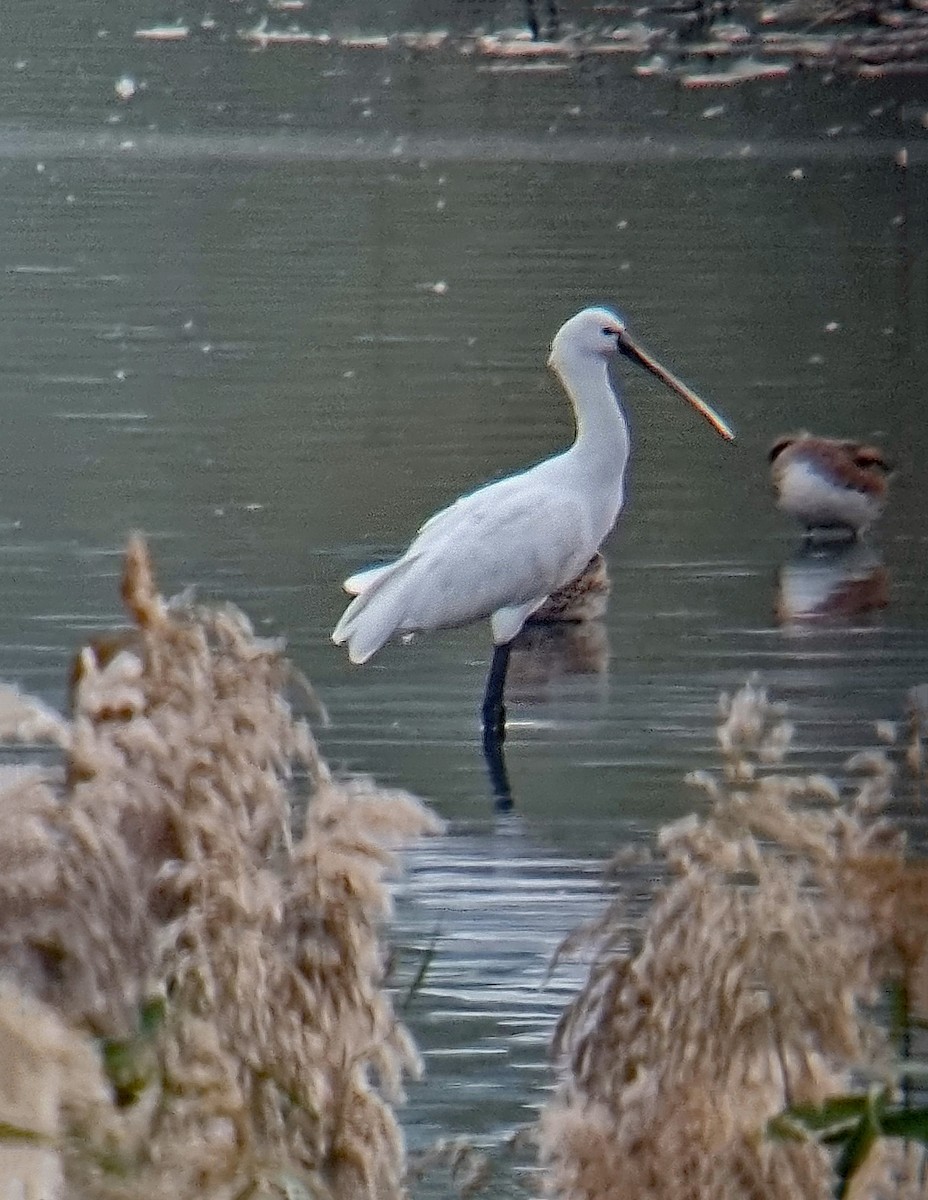 Eurasian Spoonbill - Peter Leth