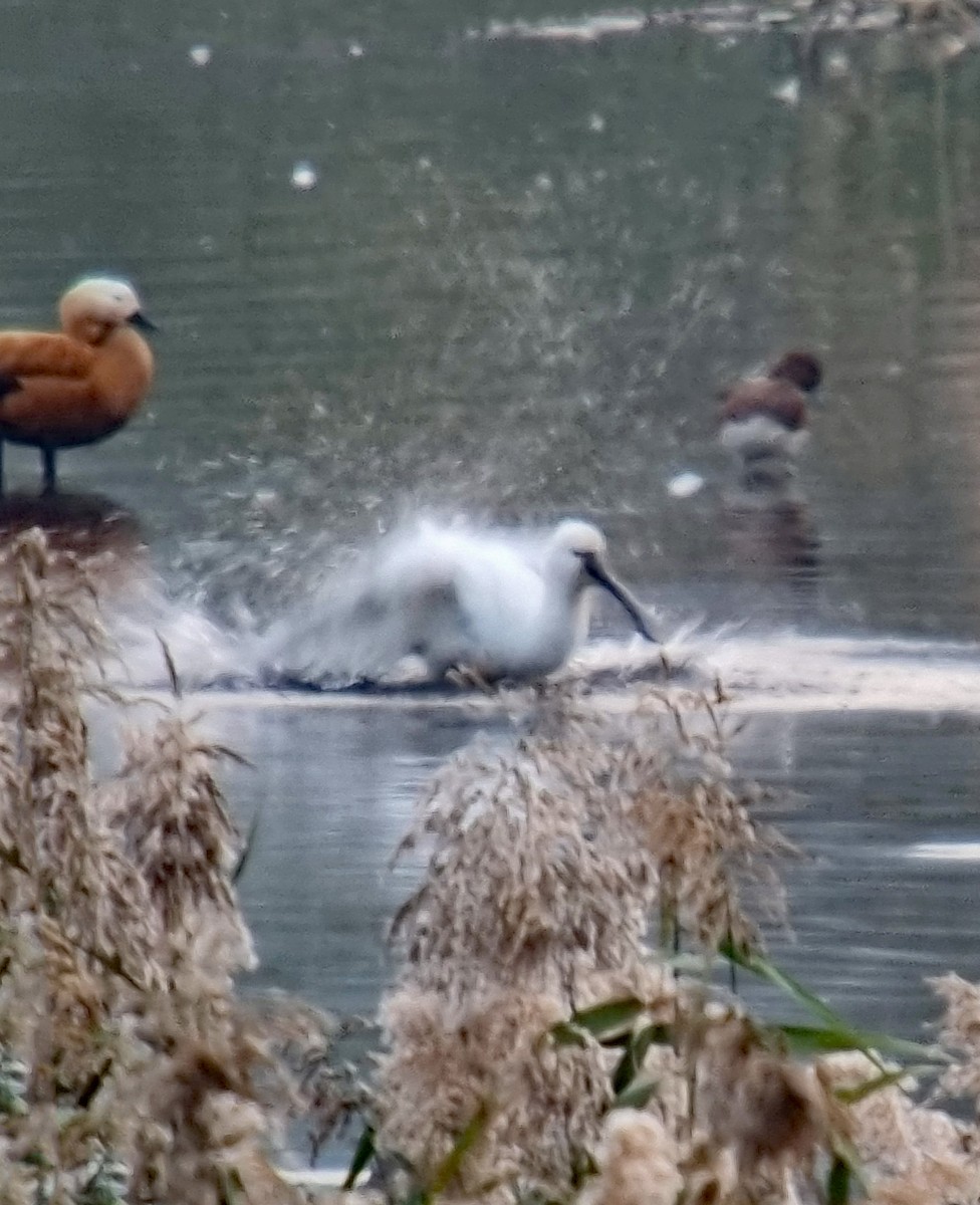 Eurasian Spoonbill - ML611617000