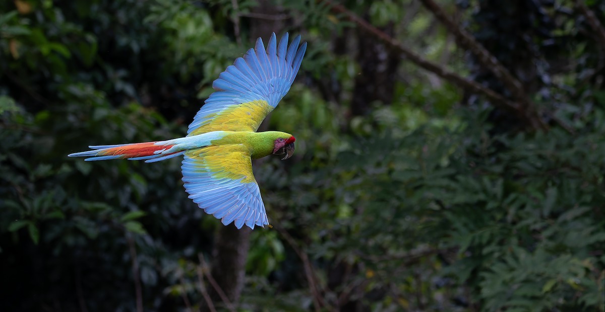 Great Green Macaw - ML611617082