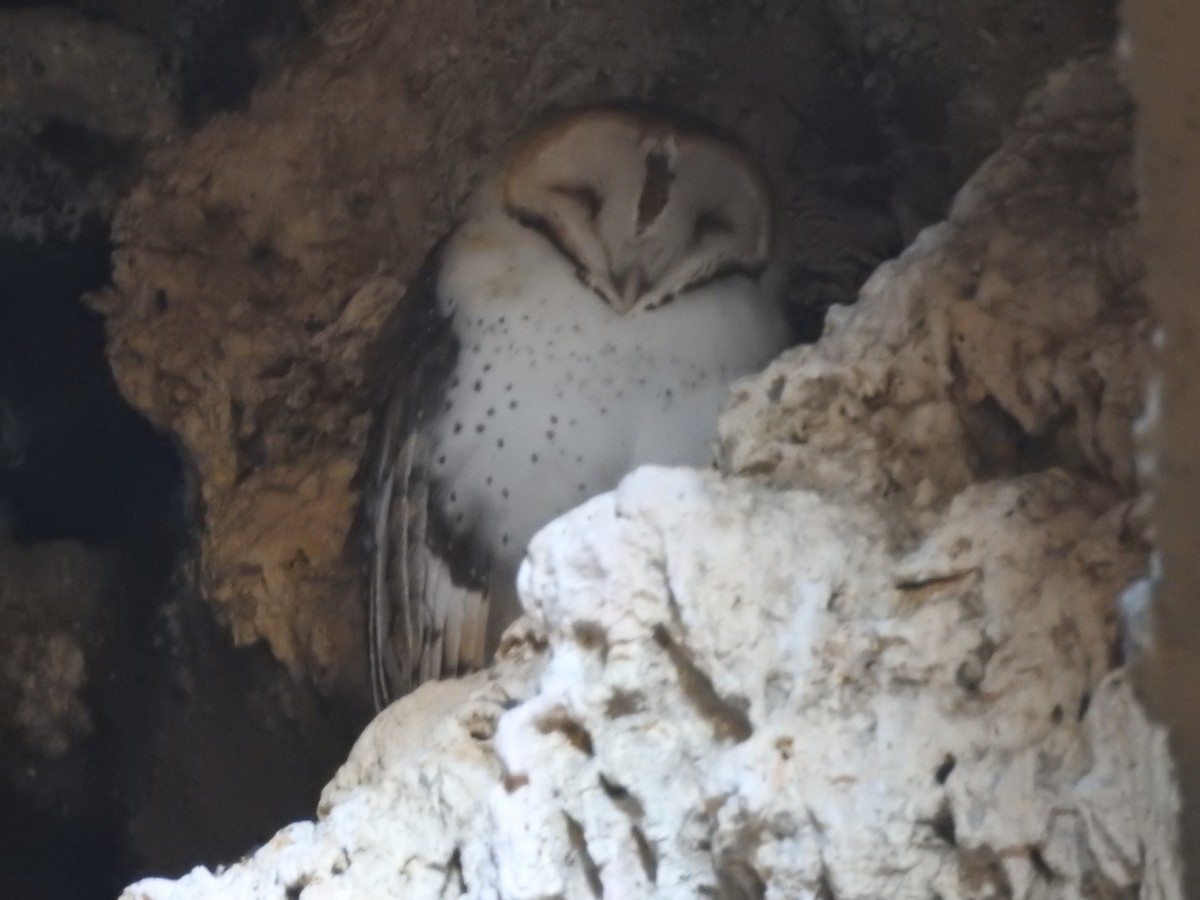 Barn Owl - ML611617120