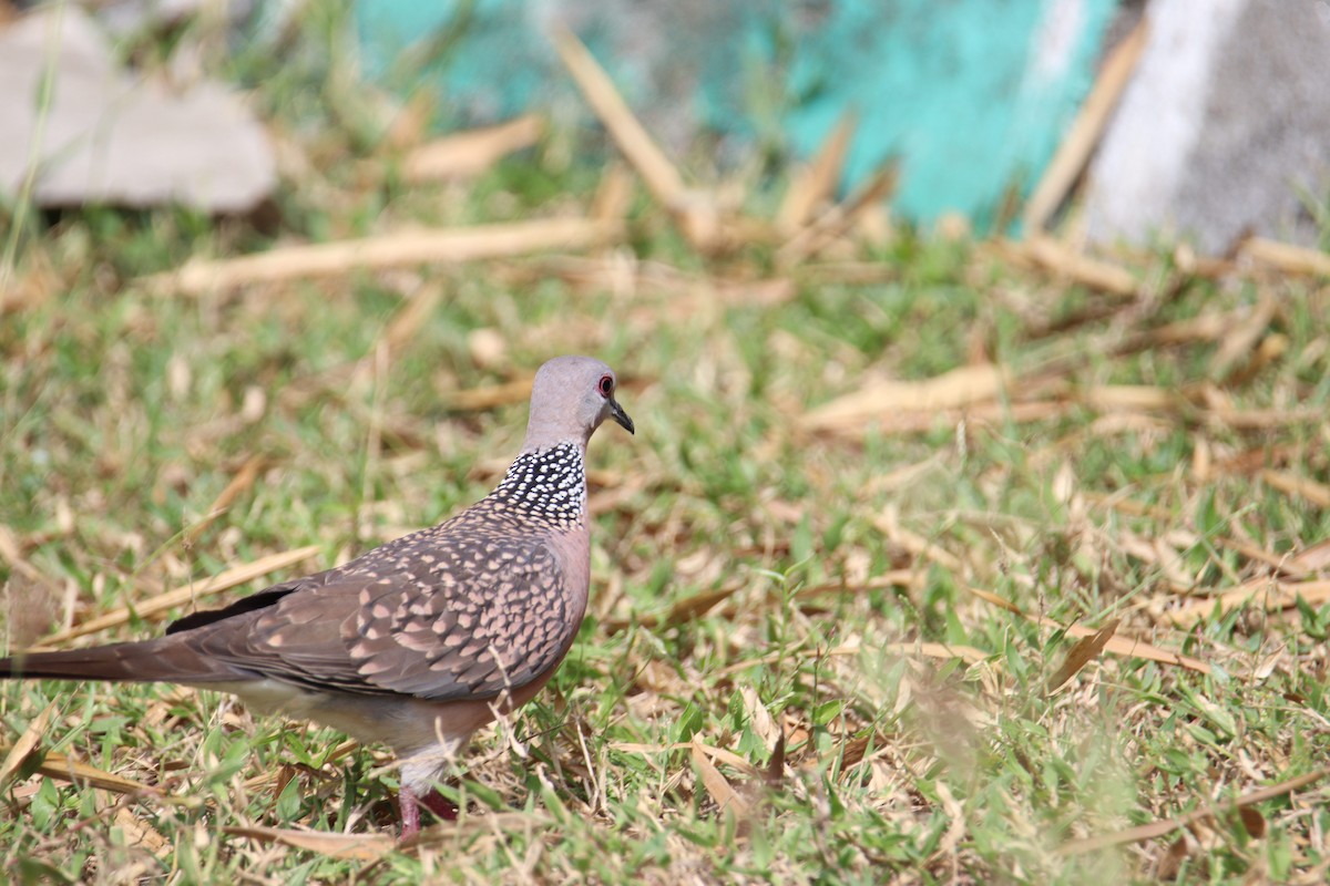 Spotted Dove - ML611617151