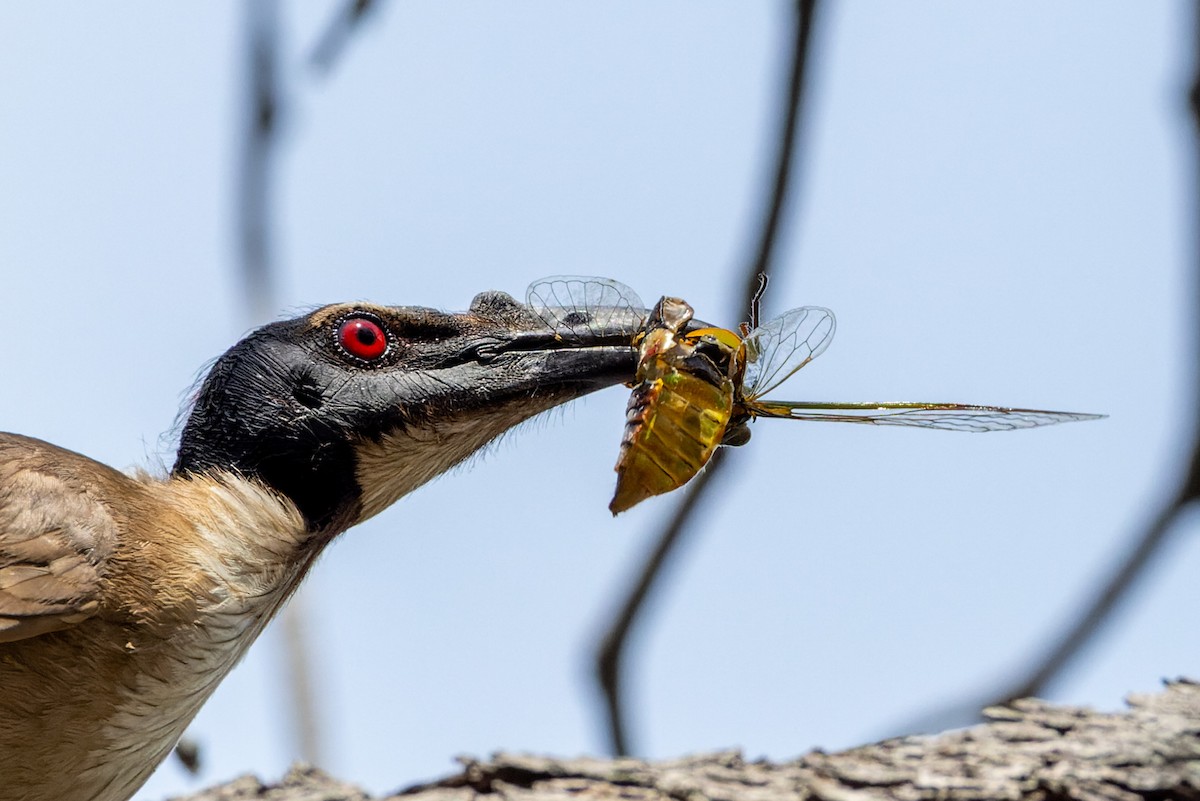 Noisy Friarbird - ML611617167