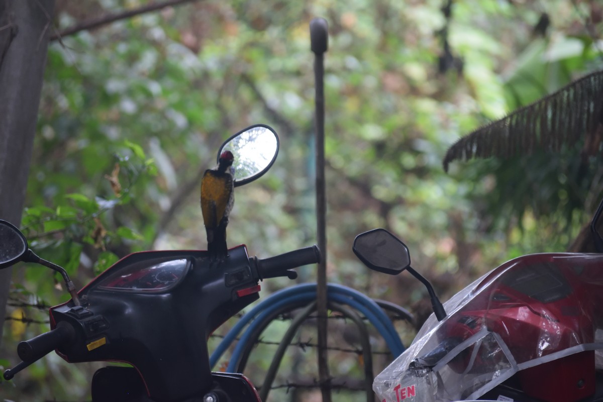 Black-rumped Flameback - Usha Viswanathan