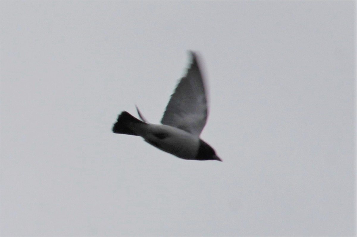 White-breasted Woodswallow - Kylie-Anne Cramsie