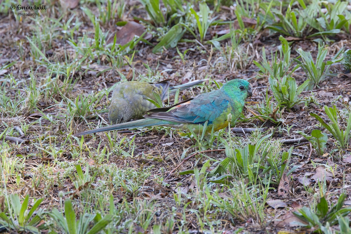 Red-rumped Parrot - ML611617259
