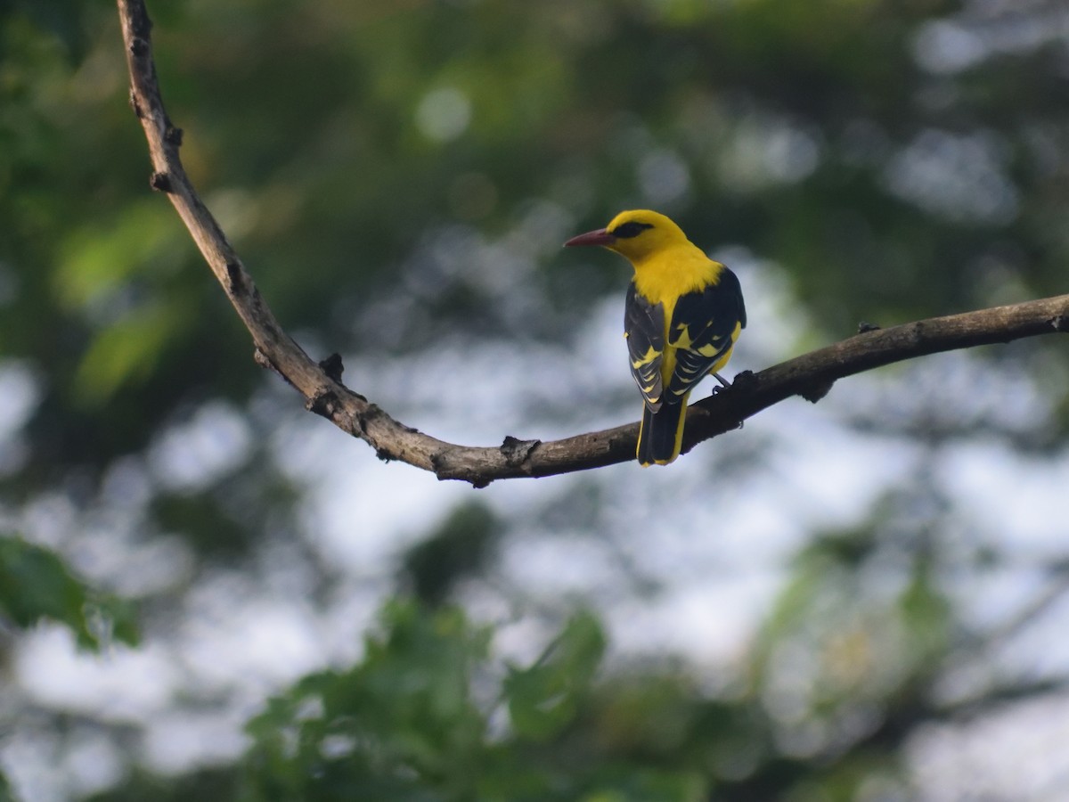Indian Golden Oriole - ML611617301